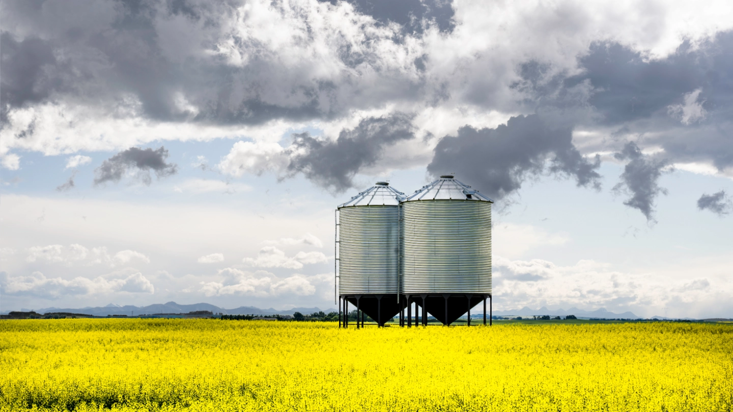 Large grey metal grain silos in a field of yellow flowers image